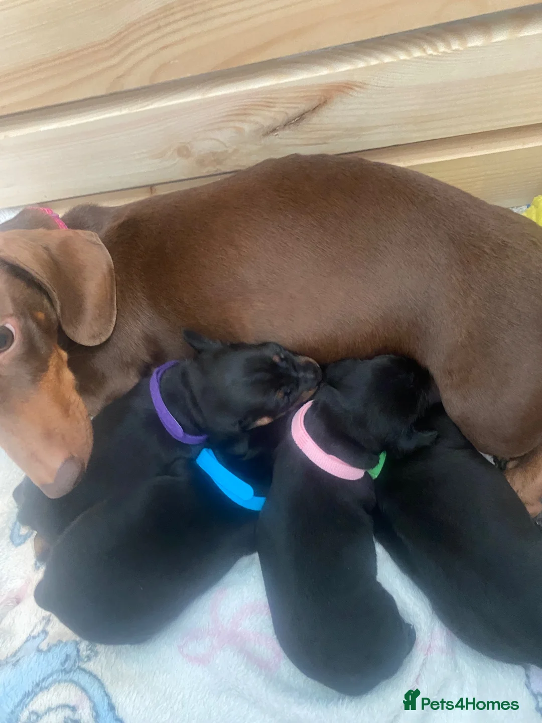 Miniature Dachshund dogs for sale: Beautiful Black and Tan miniature dachshund  - Advert 2