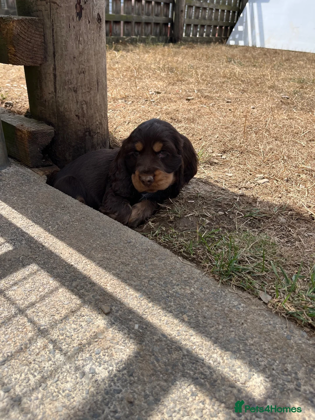 Cocker Spaniel dogs for sale: Health tested kennel club reg choc & tan puppies - Advert 8