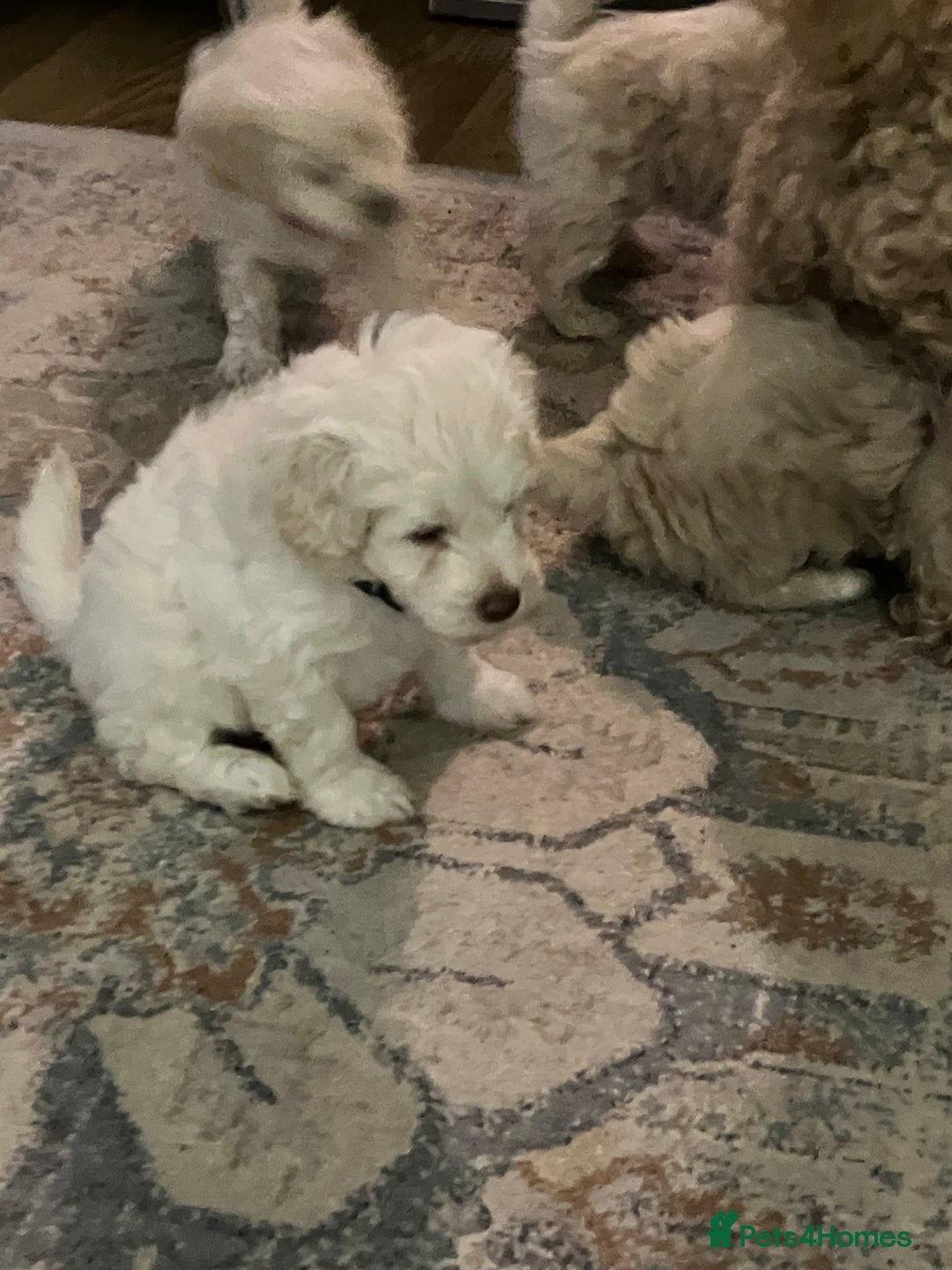 Schnoodle dogs for sale: Schnoodle puppies 3 available from a litter of 5 - Advert 24