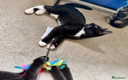 Mixed Breed cats for sale: Amiable bengal&tabby mix kittens: price reduced - Image 1
