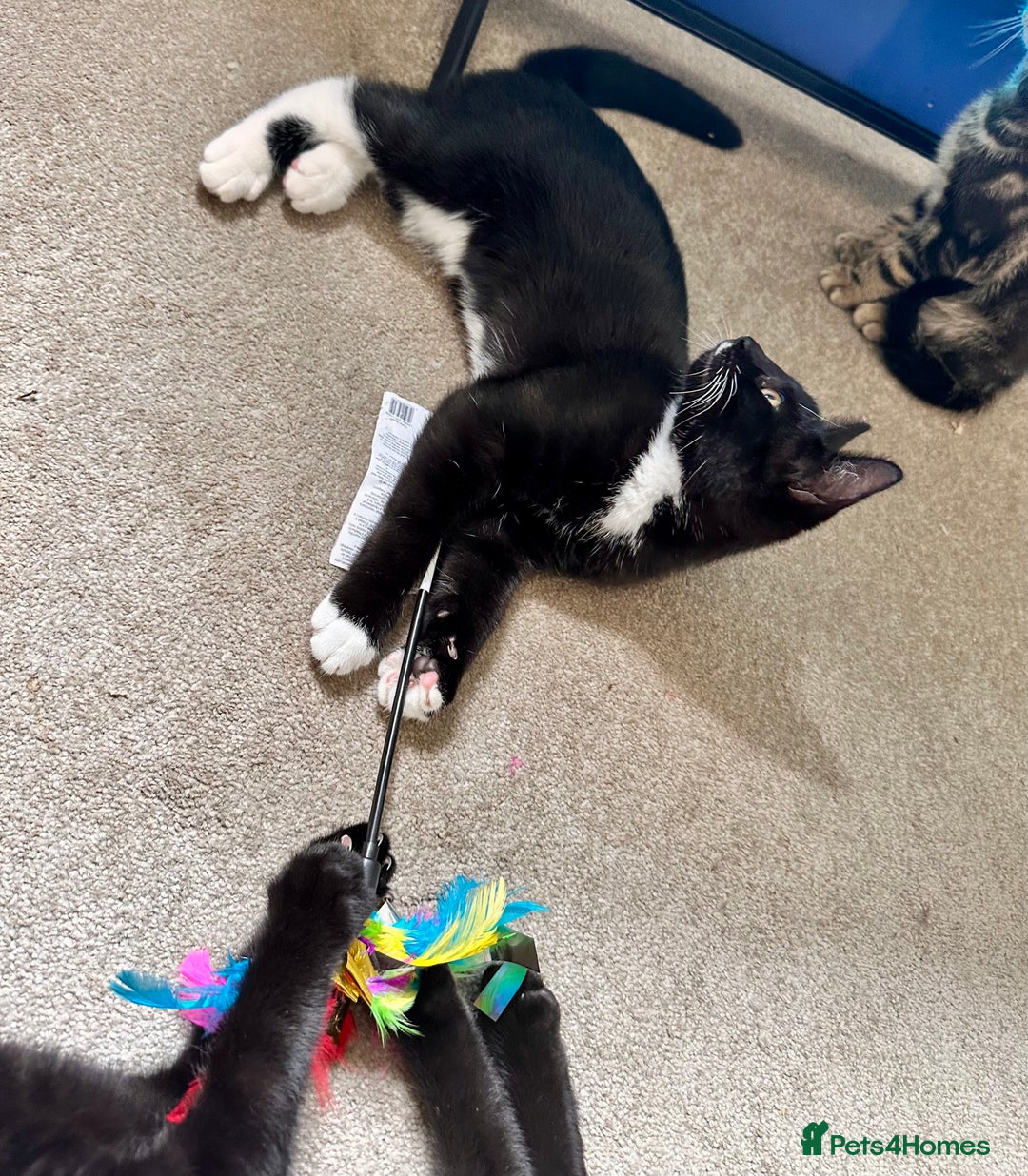 Mixed Breed cats for sale: Amiable bengal&tabby mix kittens: price reduced - Image 1