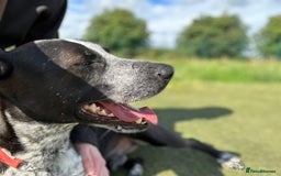 Mixed Breed dogs for adoption: TROOPER in Ashbourne - Image 8
