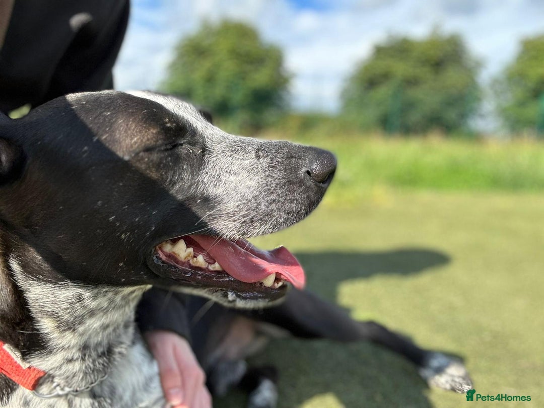Mixed Breed dogs for adoption: TROOPER in Ashbourne - Image 8