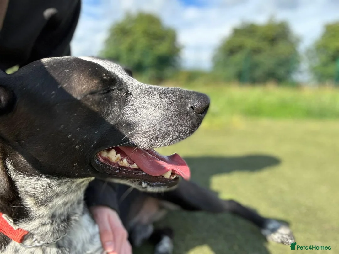 Mixed Breed dogs for adoption: TROOPER in Ashbourne - Advert 8