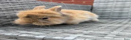 Mini Lion Lop rabbits for sale: Mini lion lops looking for there forever homes  - Advert 9