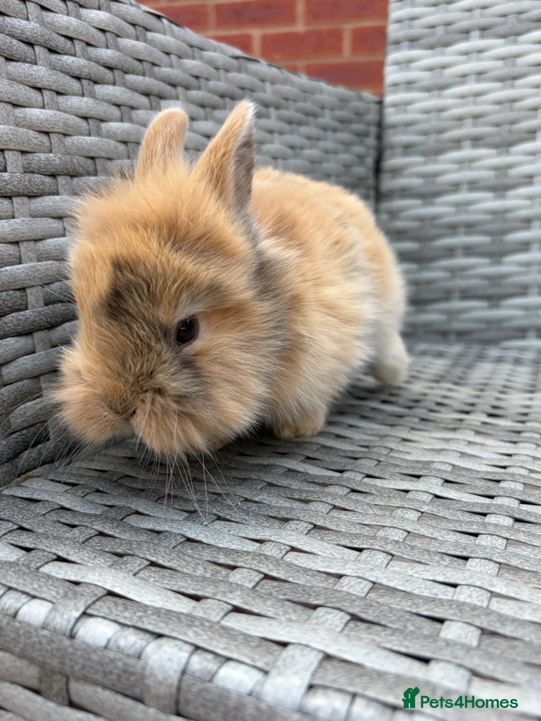 Mini Lion Lop rabbits for sale: Mini lion lops looking for there forever homes  - Advert 9