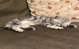 British Shorthair cats for sale: British Shorthair Stunning Kittens - Image 10