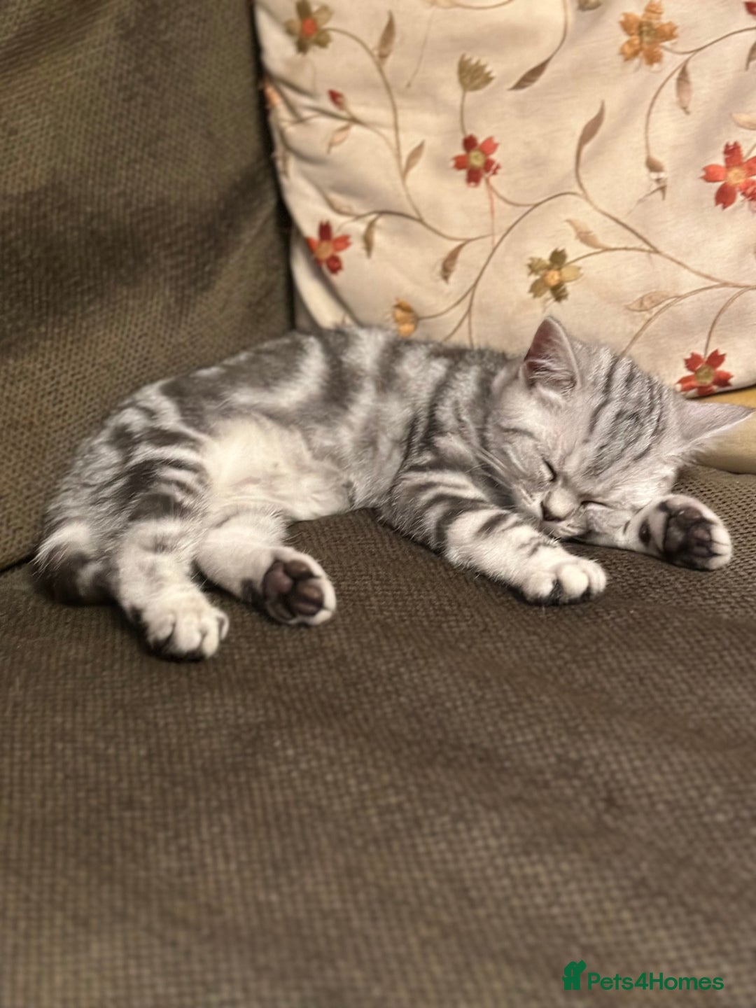 British Shorthair cats for sale: British Shorthair Stunning Kittens - Image 10