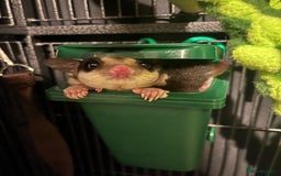 Sugar Glider rodents for sale: Sugar Glider - Bonded Pair - Image 3