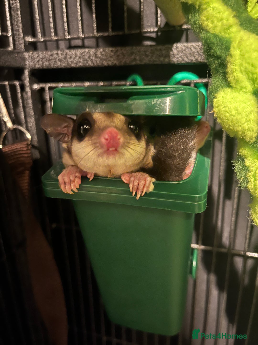 Sugar Glider rodents for sale: Sugar Glider - Bonded Pair - Image 3