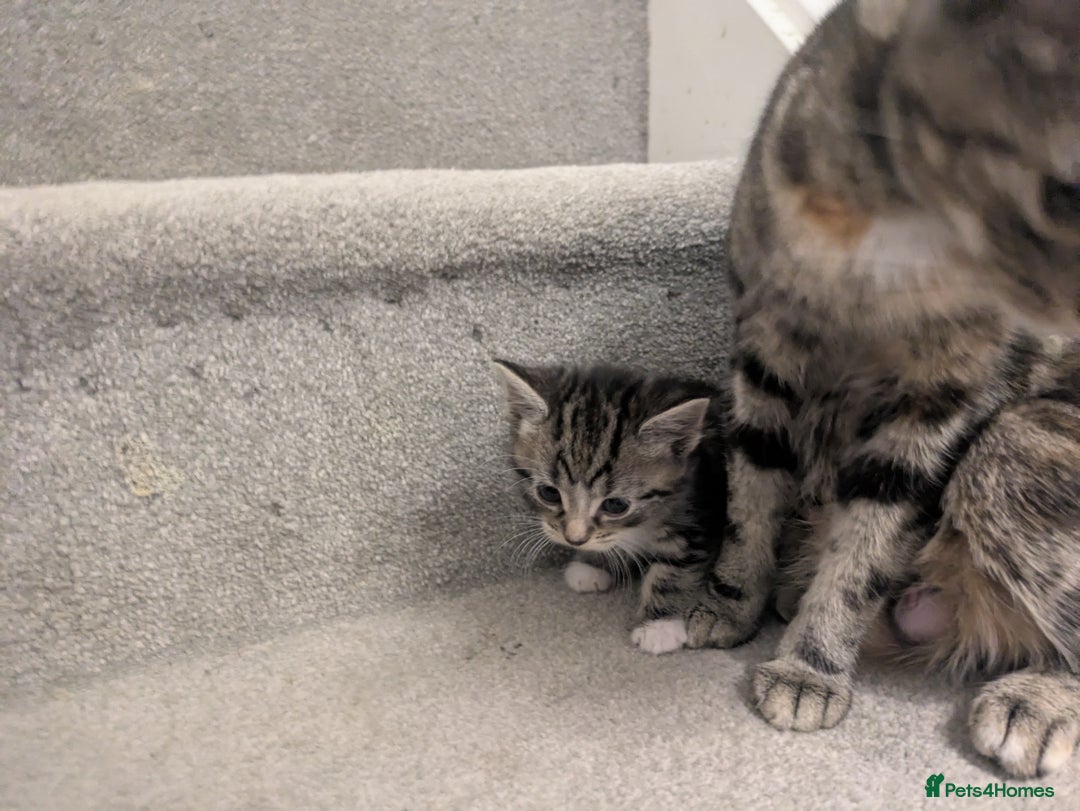 Mixed Breed cats for sale: Adorable kittens looking for a forever home - Image 10