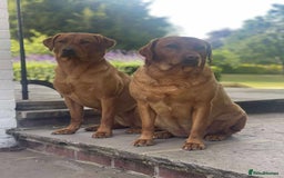 Labrador Retriever dogs for sale: KC Reg Fox red labrador litter of 6 dogs 4 bitches - Image 9