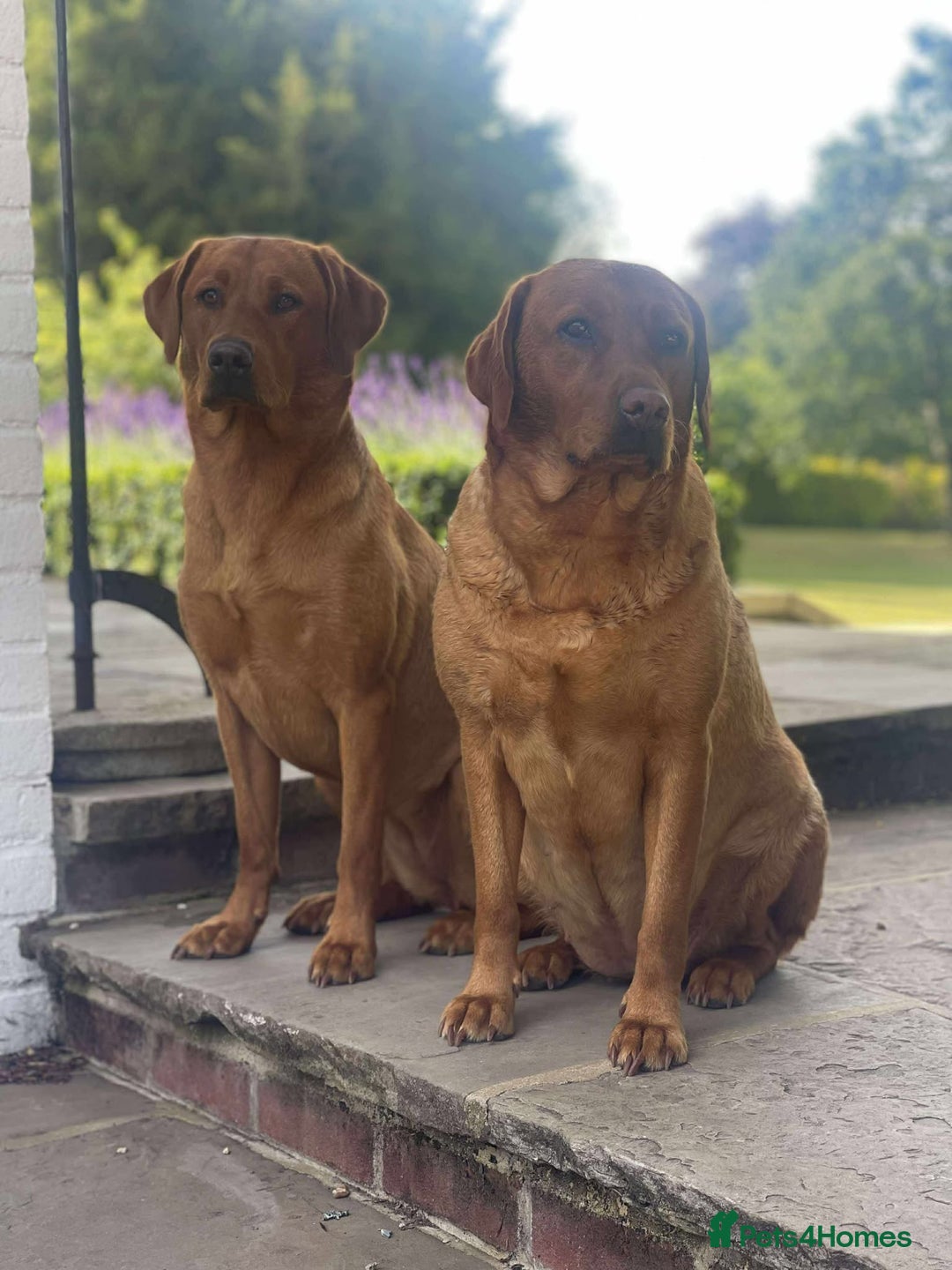 Labrador Retriever dogs for sale: KC Reg Fox red labrador litter of 6 dogs 4 bitches - Image 9