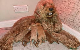 Cockapoo dogs for sale: 3 boy cockapoos  - Advert 1