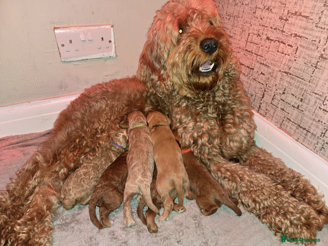 Cockapoo dogs for sale: 1 boy cockapoo - Advert 1