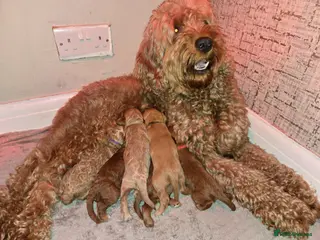 Cockapoo dogs 1 boy cockapoo - Advert 18