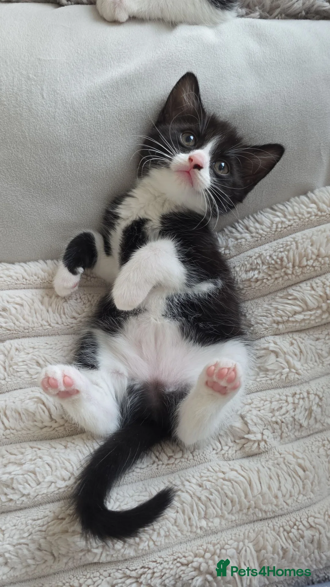 Mixed Breed cats for sale: Beautiful mixed breed kittens looking for home in London - Advert 15