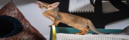 Abyssinian cats for sale: Pure Silver Abyssinian Champion Lines 🏆 Tica - Advert 18