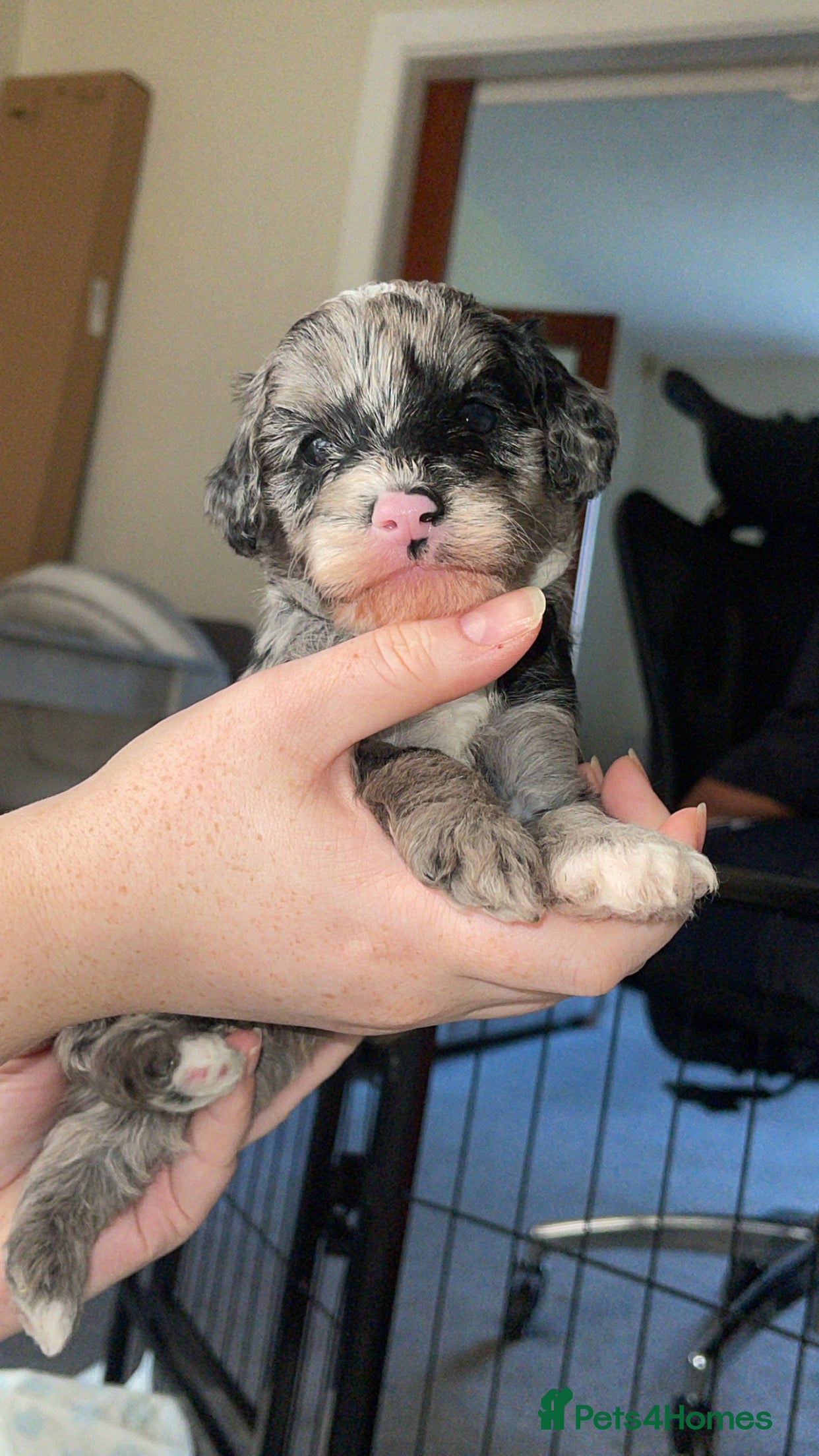 Mixed Breed dogs Beautiful Cavapoochon x cockapoo Puppies  - Advert 2