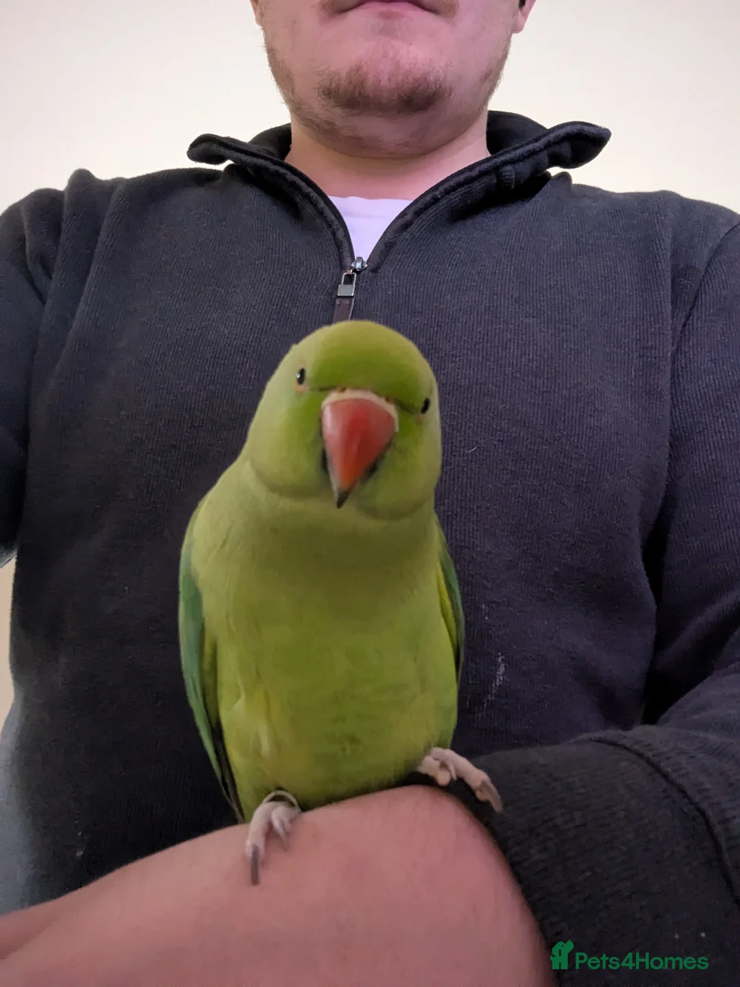 Parakeets birds for sale: Very friendly Parakeet  in Bootle - Advert 1