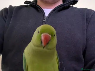 Parakeets birds Very friendly Parakeet in Bootle - Advert 2