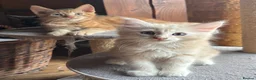 Ragdoll cats for sale: Lovely Kittens - Advert 4