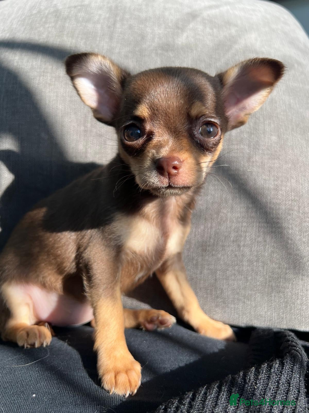 Chihuahua dogs Beautiful Chocolates - Advert 19
