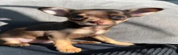 Chihuahua dogs for sale: Beautiful Chocolates - Advert 1
