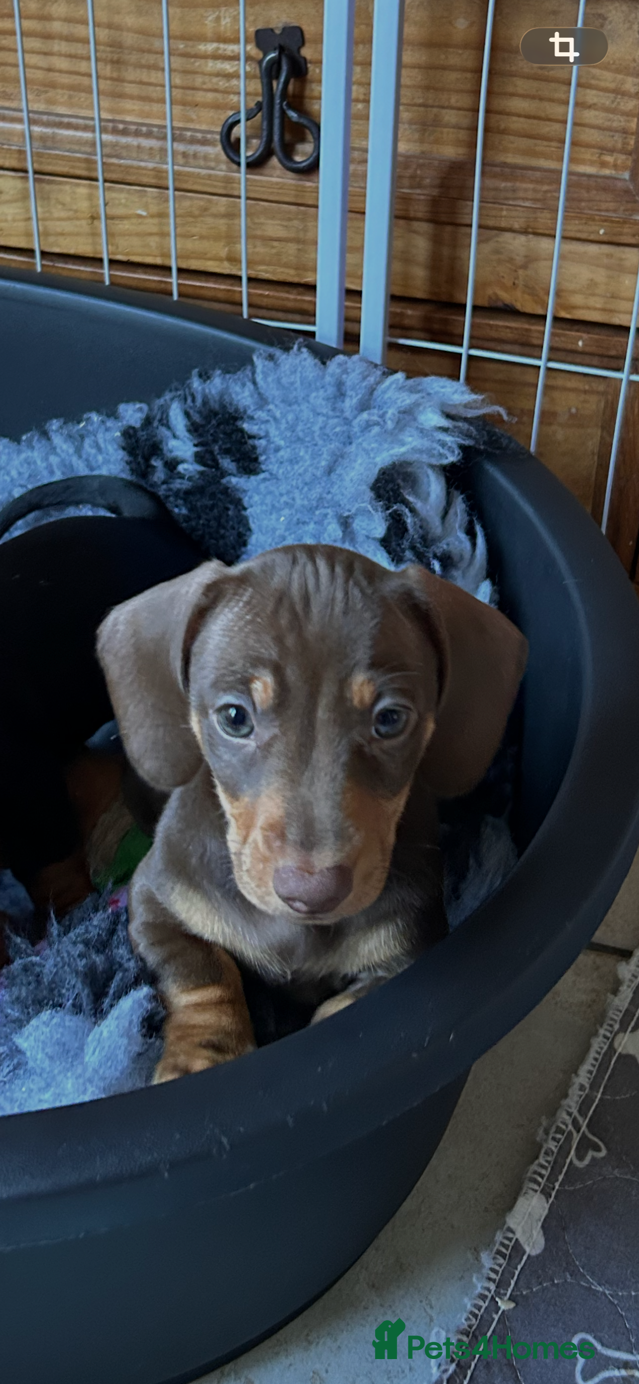 Miniature Dachshund dogs Kc reg pra hereditary clear male puppies ready now - Advert 2