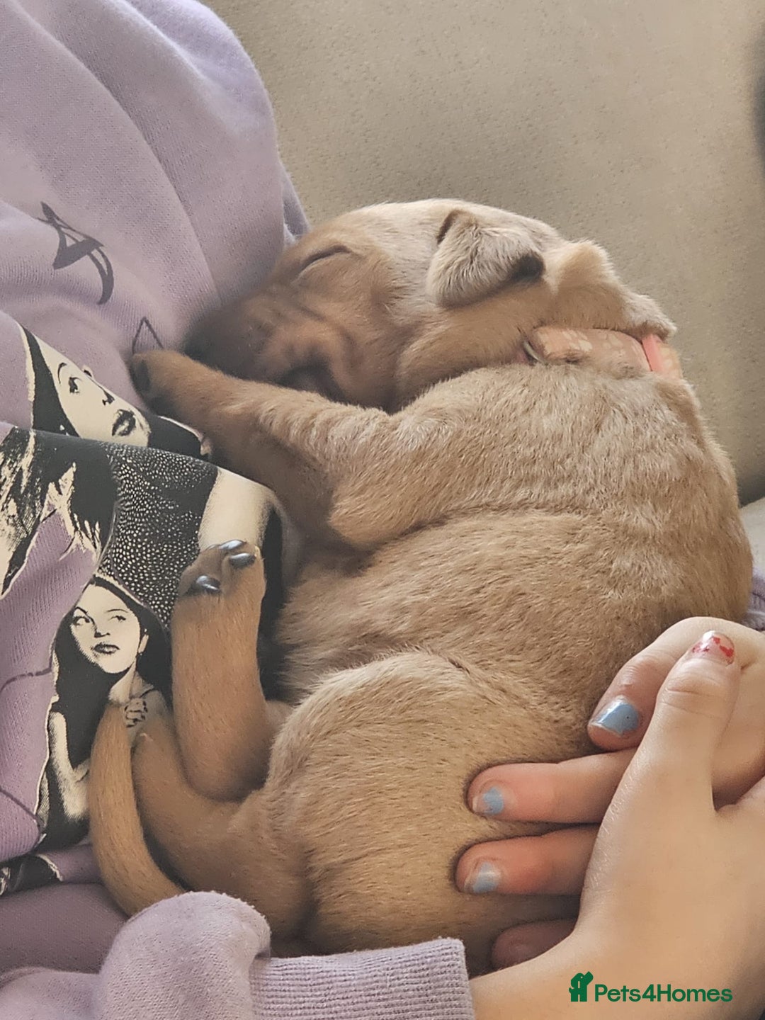 Labrador Retriever dogs for sale: KC Reg Labrador Puppies (mix of Red/blonde) - Advert 11