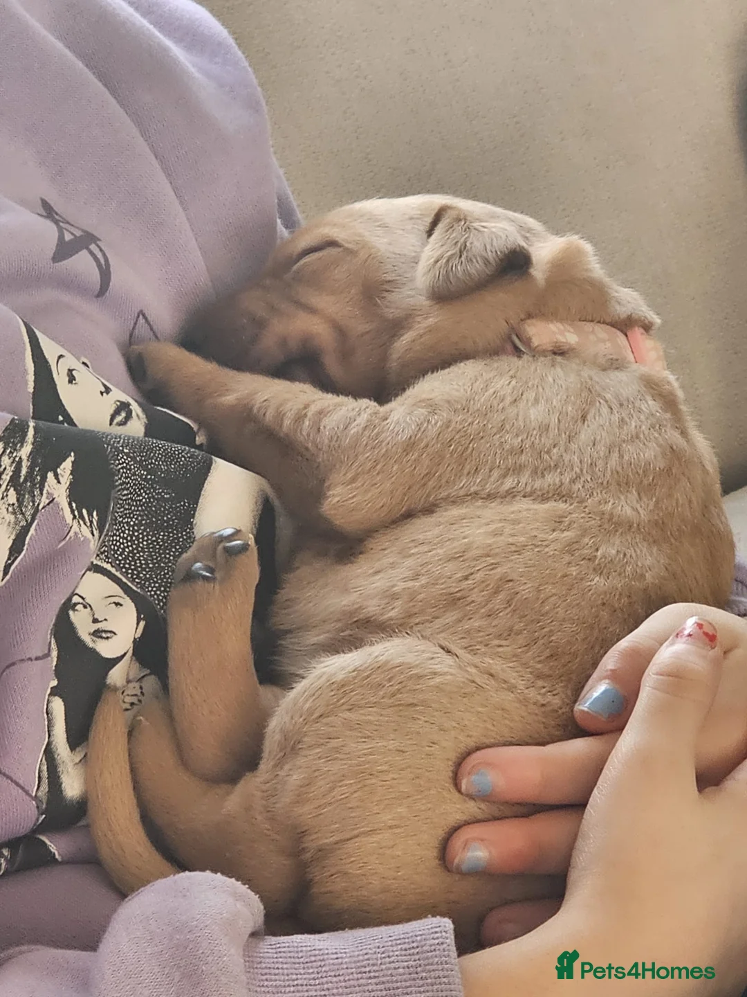 Labrador Retriever dogs for sale: KC Reg Labrador Puppies (mix of Red/blonde) - Advert 12