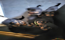 Rottweiler dogs for sale: Rottweiler puppy's 2 boys 5 girls - Image 11