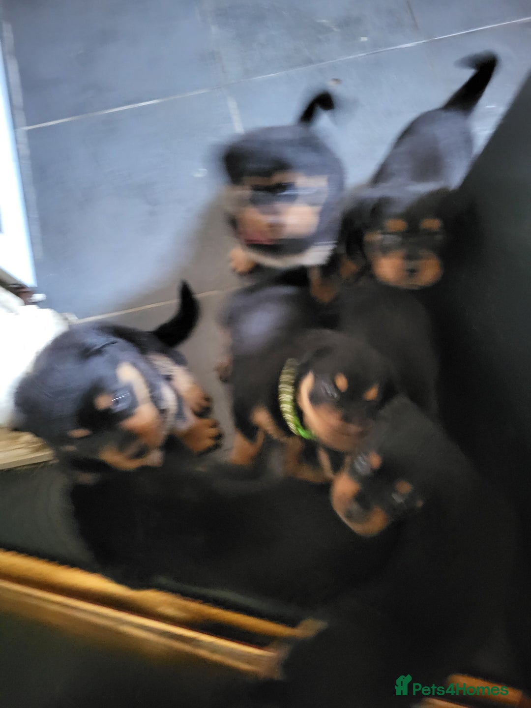 Rottweiler dogs for sale: Rottweiler puppy's 2 boys 5 girls - Image 11