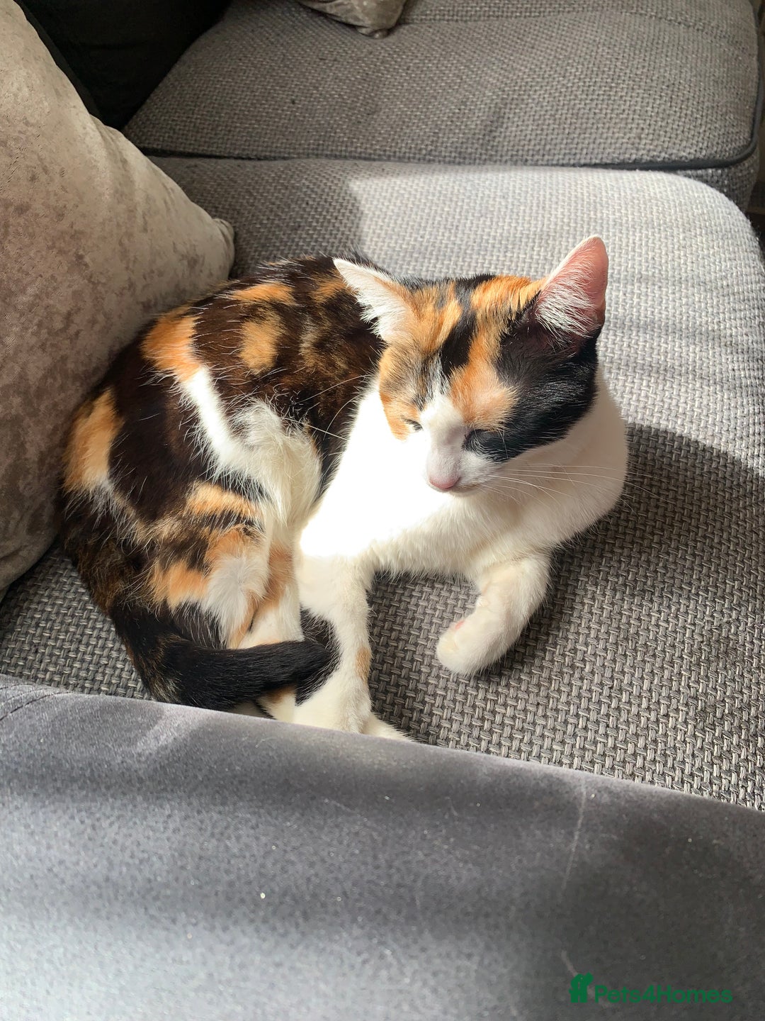 American Shorthair cats for sale: Loving cats for sale  - Image 8