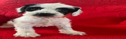 Mixed Breed dogs for sale: sprocker puppies in Kidlington - Advert 25