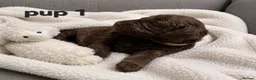 Cockapoo dogs for sale: Rare F1 cockapoo pups with mix blue eyes colour - Advert 5