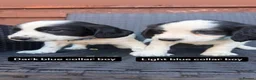 English Springer Spaniel dogs for sale: Beautiful litter springer spaniels - Advert 4
