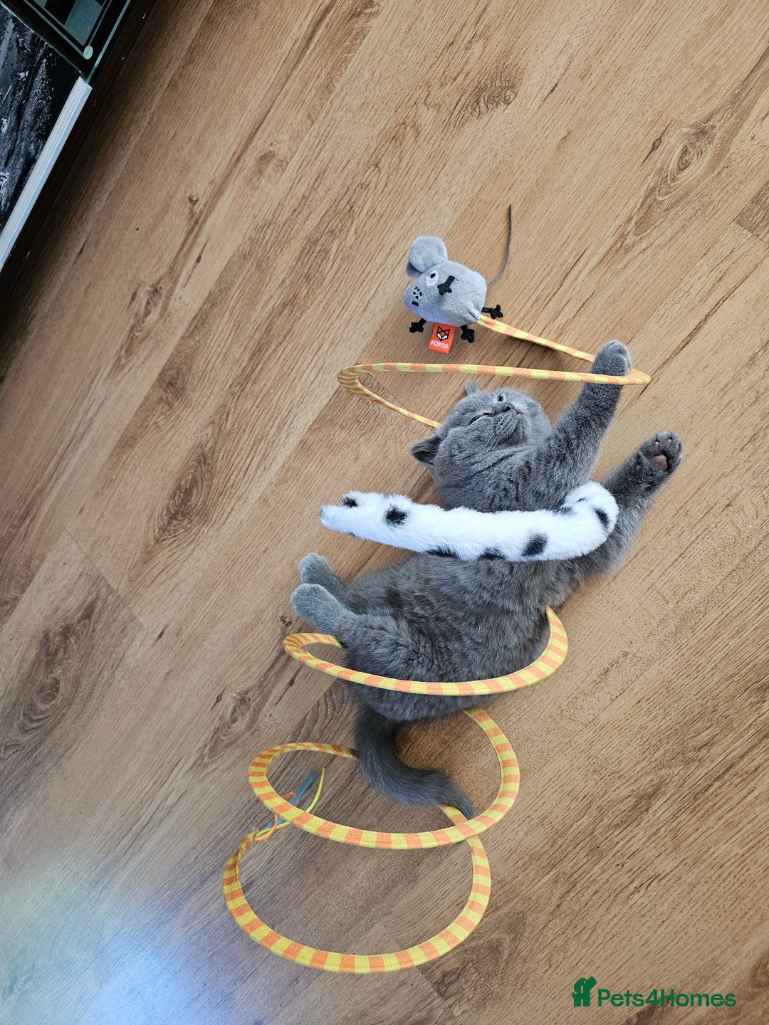 British Shorthair cats for sale: Hurry up 3 🕢Beautiful Scottish fold kitten left in Hatfield - Image 8