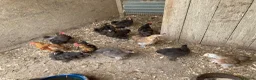 Chickens poultry for sale: Pekin bantams . Choc and salmon from eggs to POL - Advert 5