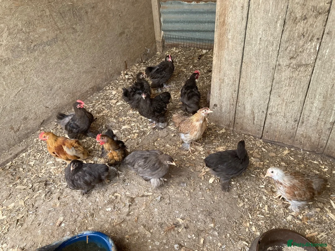 Chickens poultry for sale: Pekin bantams . Choc and salmon from eggs to POL - Advert 5