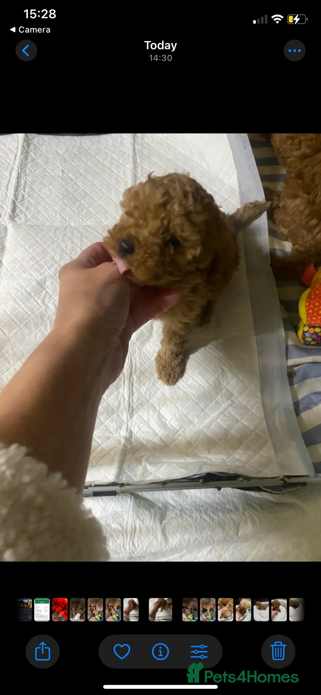 Cavapoo dogs for sale: Cavapoo babies  - Advert 13