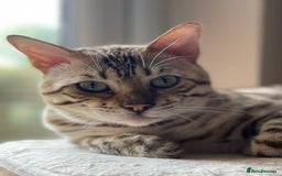 Bengal cats for sale: Beautiful Bengal boy - Image 1
