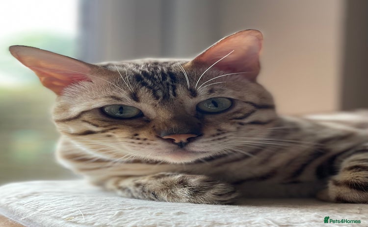 Bengal cats - Advert 1