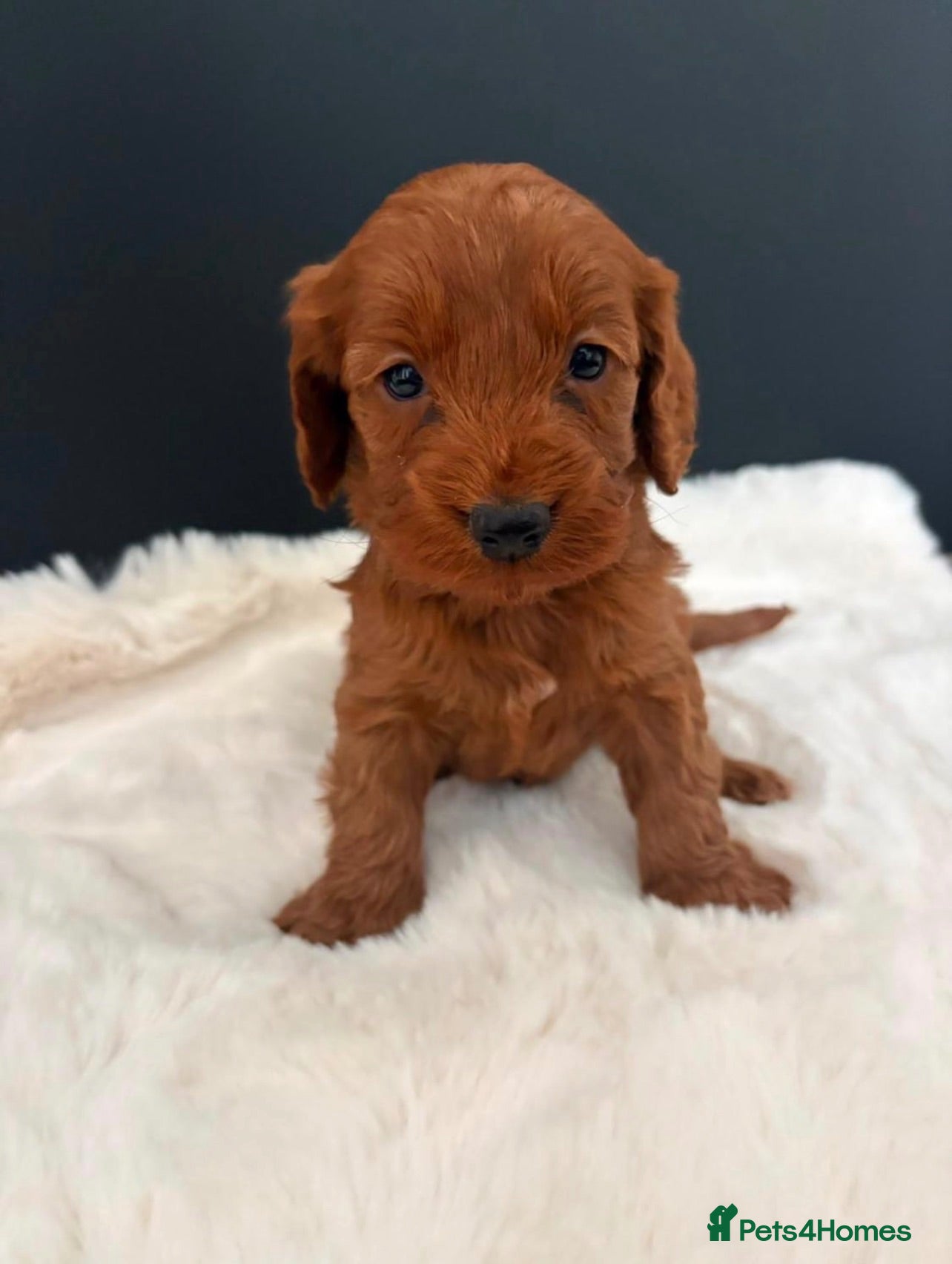 Cockapoo dogs Cockapoo Puppies - Advert 1