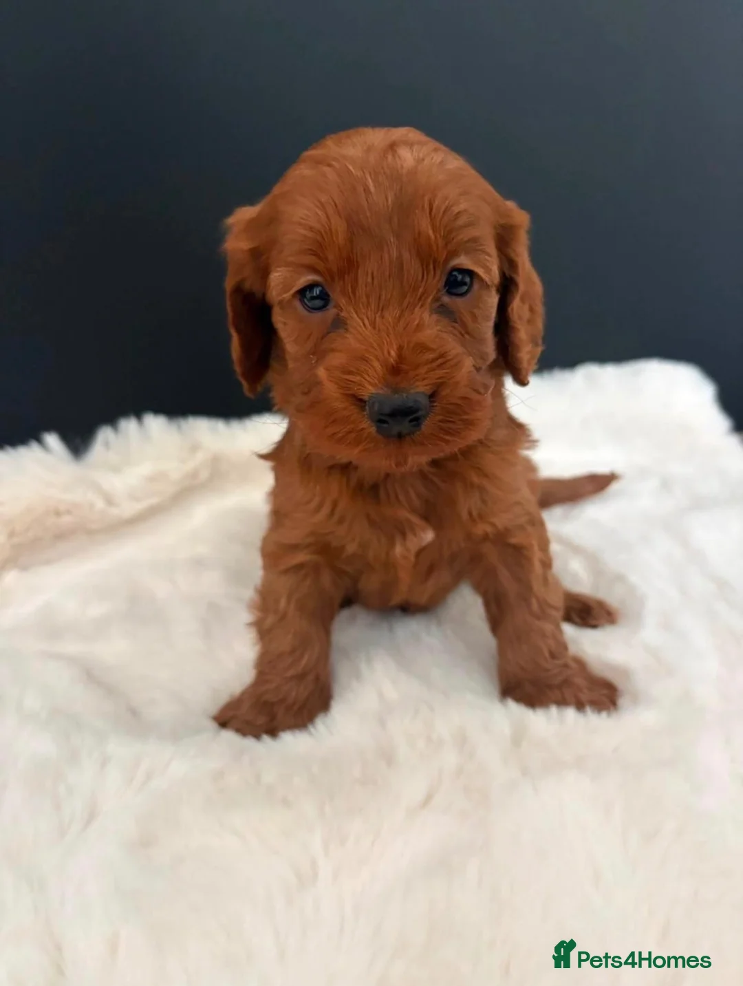Cockapoo dogs for sale: Cockapoo Puppies - Advert 1