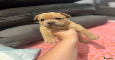 Mixed Breed dogs - Advert 14