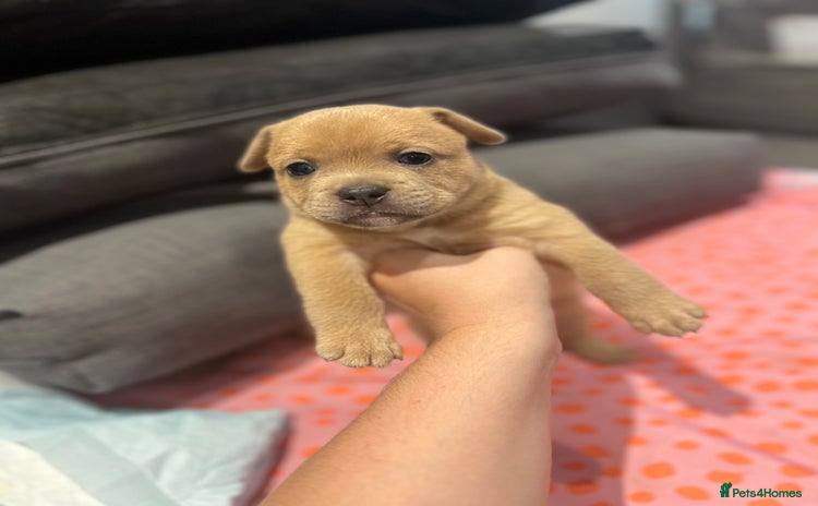Mixed Breed dogs - Advert 3