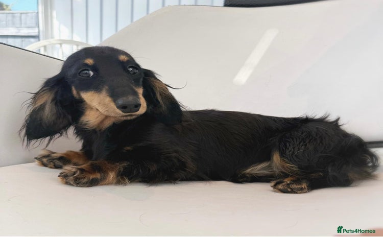 Miniature Dachshund dogs - Advert 4
