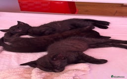 Mixed Breed cats for sale: Kittens for sale  - Image 1