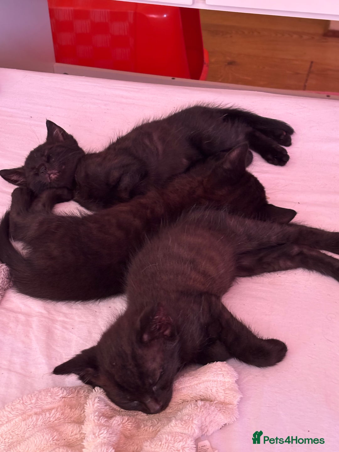 Mixed Breed cats for sale: Kittens for sale  - Image 1